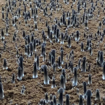 自有菌业基地黑皮鸡枞菌