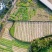 自有菌业基地黑皮鸡枞菌