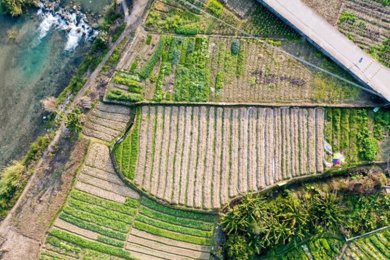 自有菌业基地黑皮鸡枞菌