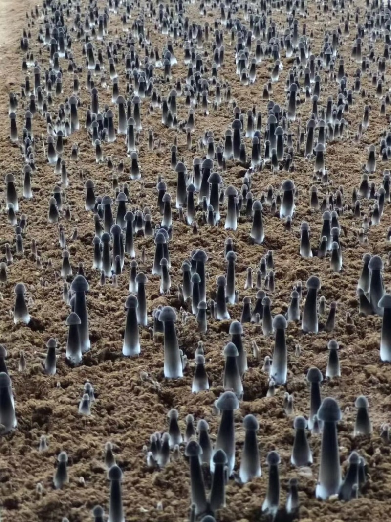 自有菌业基地黑皮鸡枞菌
