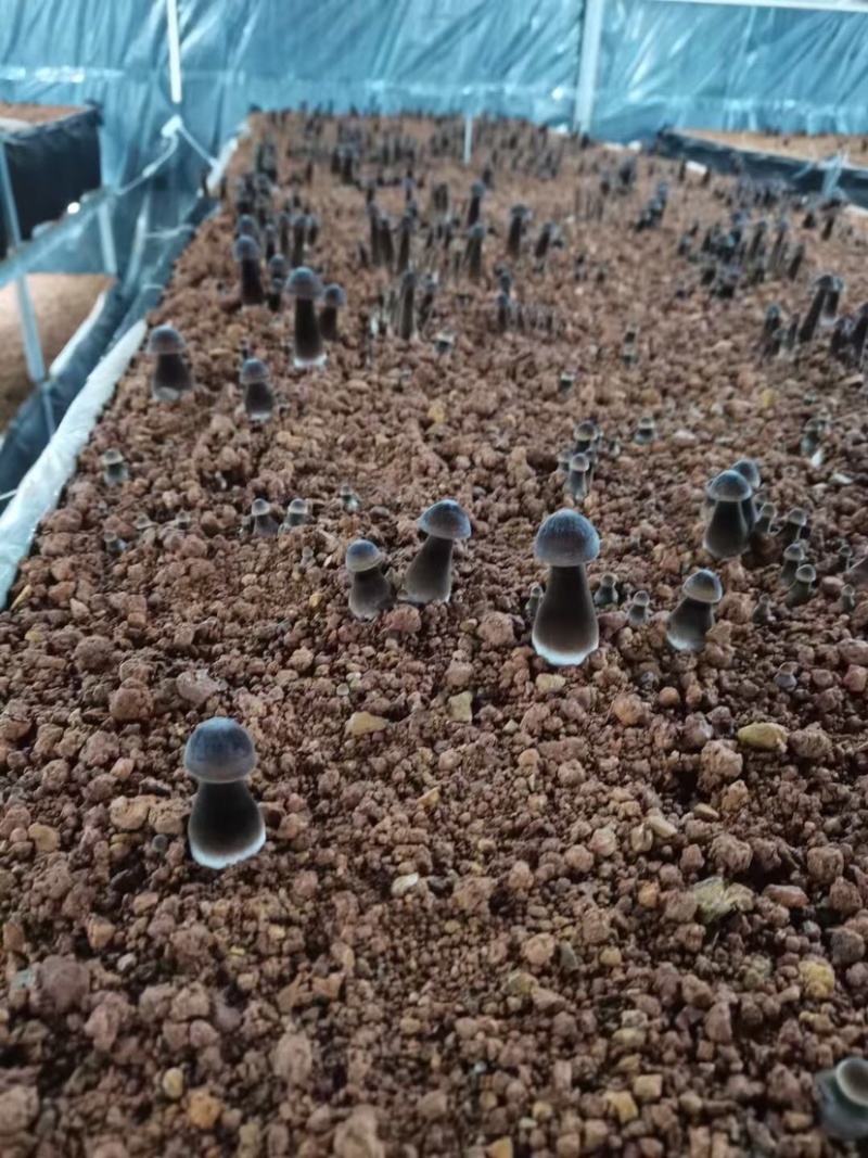自有菌业基地黑皮鸡枞菌