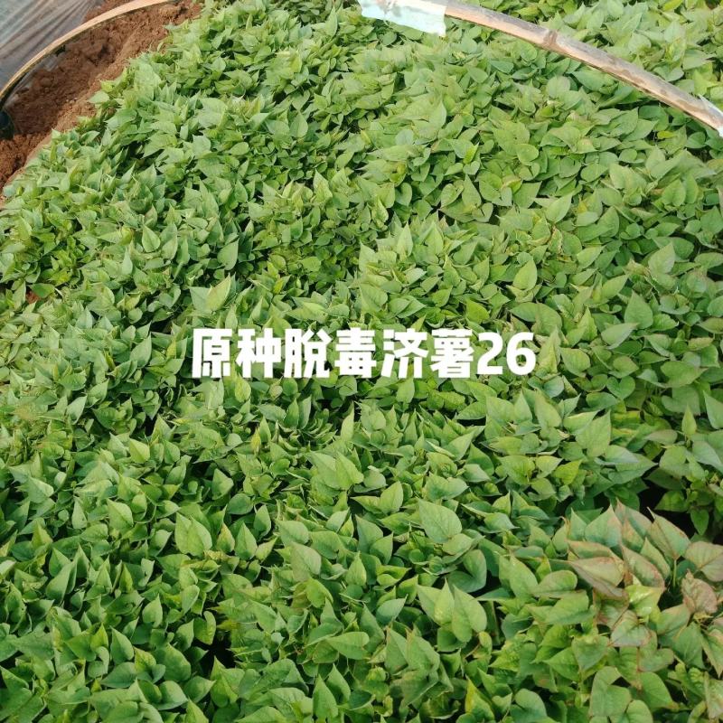 大型脱毒红薯苗基地济薯26济薯25哈密商薯19蜜薯