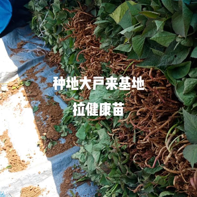 大型脱毒红薯苗基地济薯26济薯25哈密商薯19蜜薯