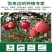 磷酸二氢钾叶面肥磷肥钾肥保花保果增大肥大通用型水溶农用肥