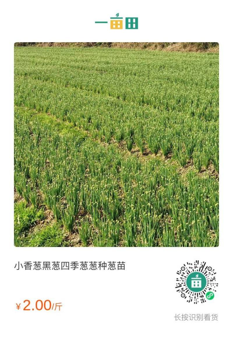 小黑葱苗