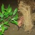 广东本地野生白花牛奶根干货（大量批发，大量批发）