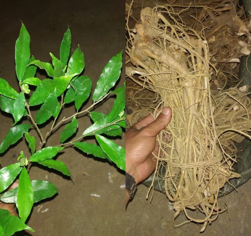 广东本地野生白花牛奶根干货（大量批发，大量批发）