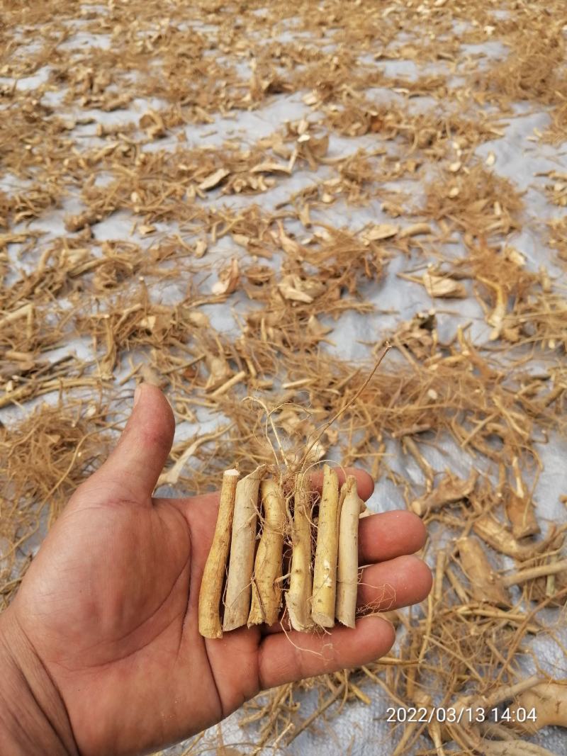 广东本地野生白花牛奶根干货（大量批发，大量批发）