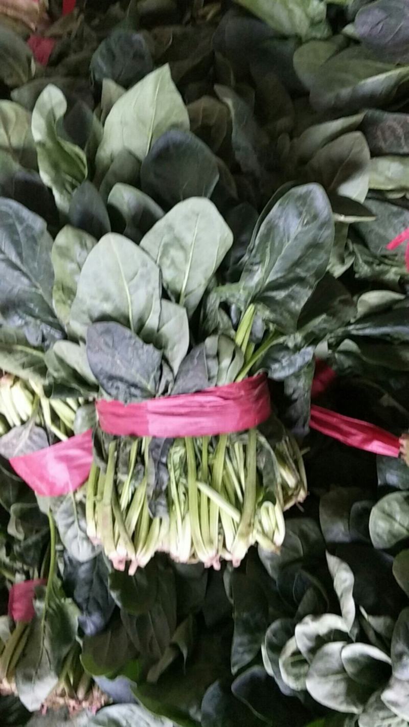 山东金乡大叶菠菜大量上市散装袋装的都可以代发各地市场
