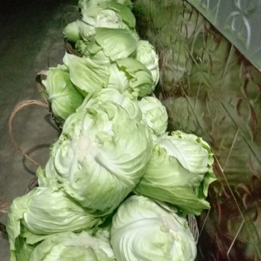 包包菜