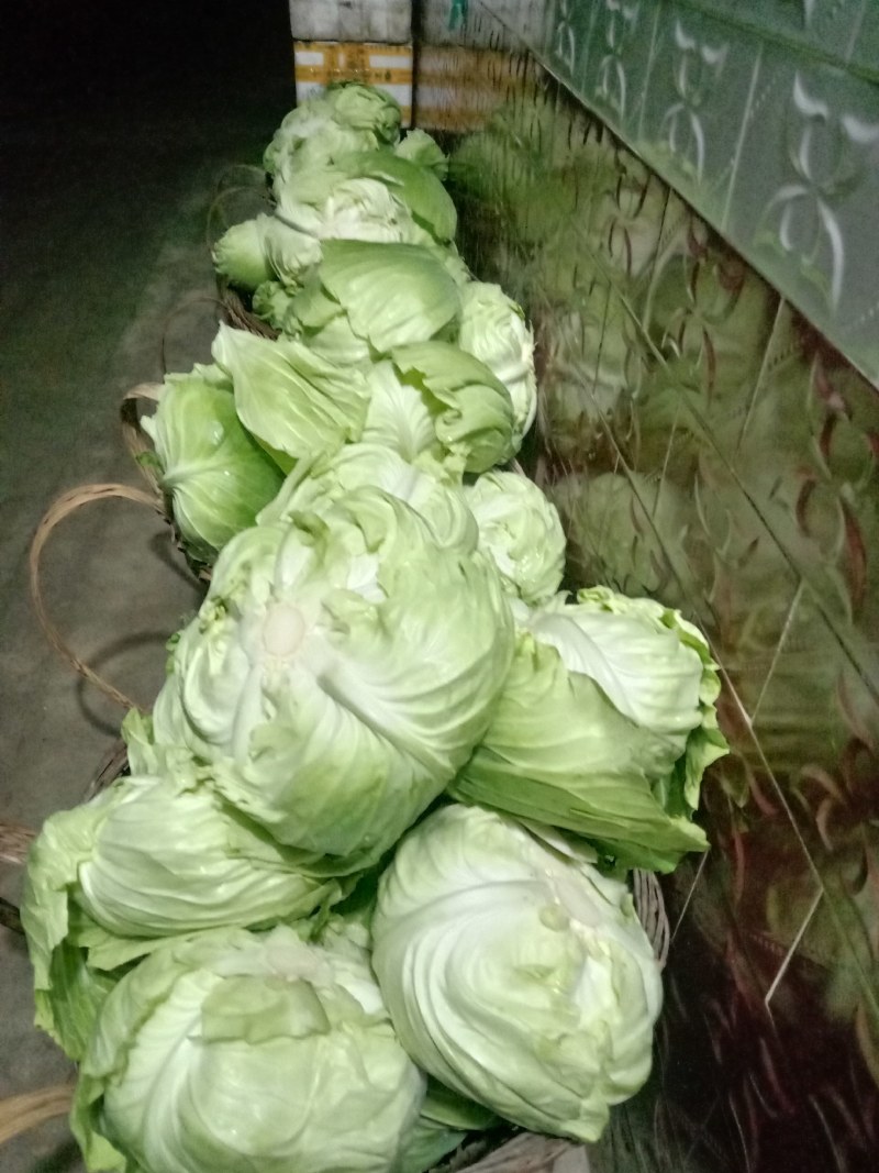 包包菜