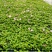 夏堇穴盘苗，夏瑾小苗基地直发量大价优一手货源