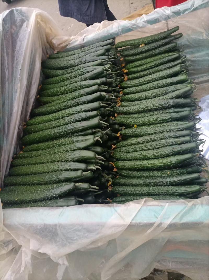 黄瓜鲜花带刺大量出售现货青肉黄瓜市场货电商货