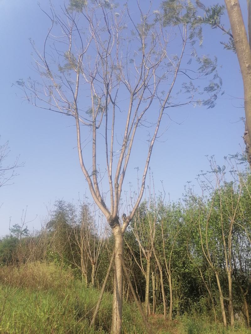蓝花楹，美丽的风景需要蓝花楹来衬托，飘飘飘