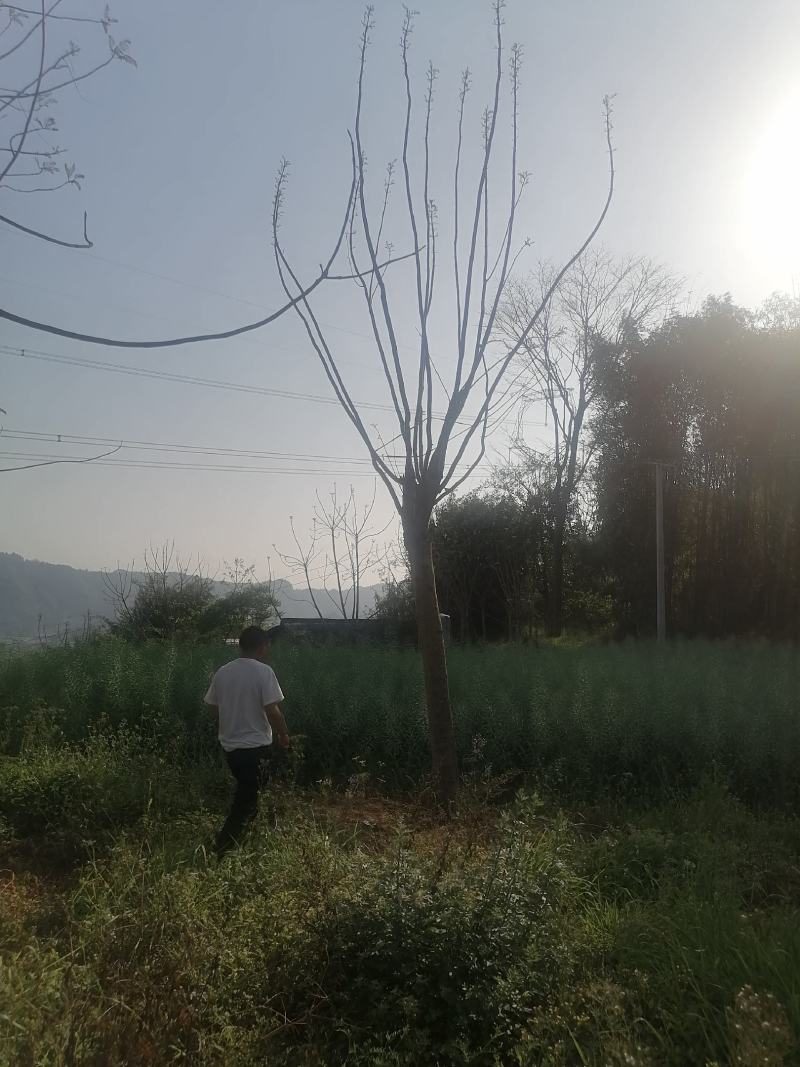 蓝花楹，美丽的风景需要蓝花楹来衬托，飘飘飘