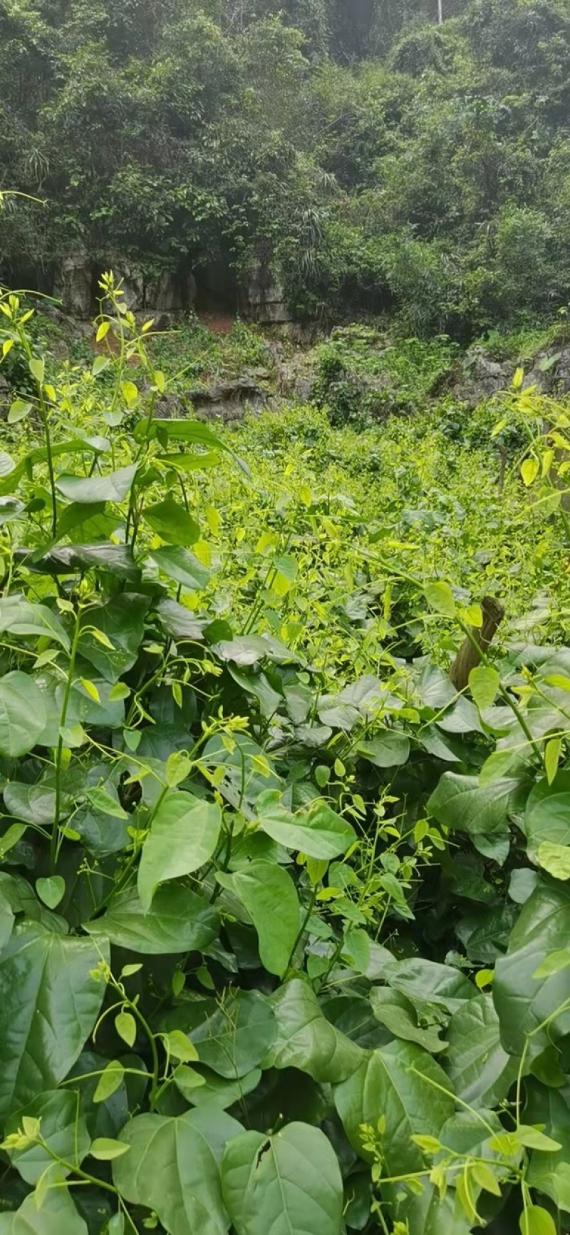 赤苍藤，龙须菜