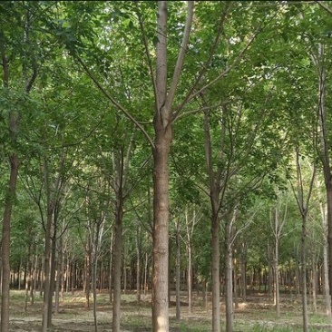 白蜡树苗4---10公分