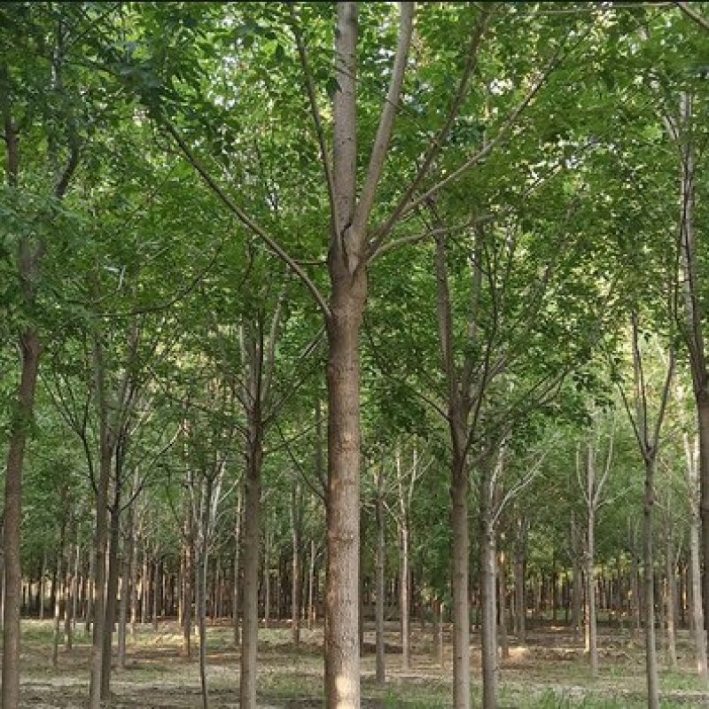 白蜡树苗4---10公分