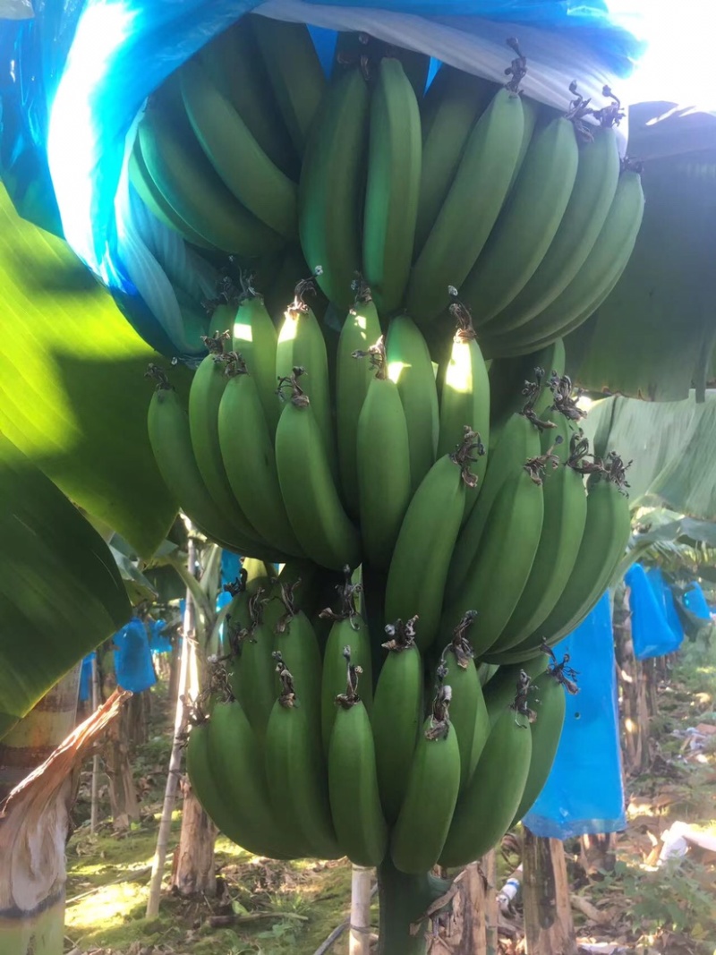 香蕉