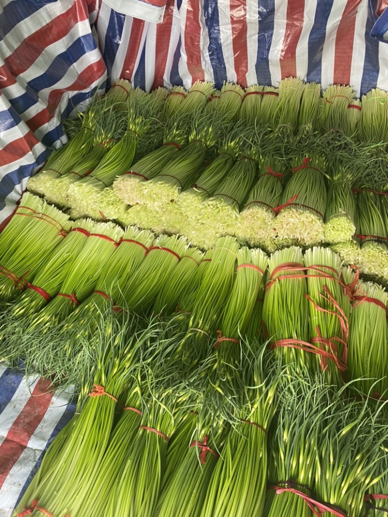 产地直发、白帽蒜苔大量上市、需要的客户请联系我