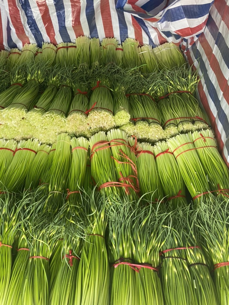 产地直发、白帽蒜苔大量上市、需要的客户请联系我