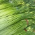 产地直发、白帽蒜苔大量上市、需要的客户请联系我