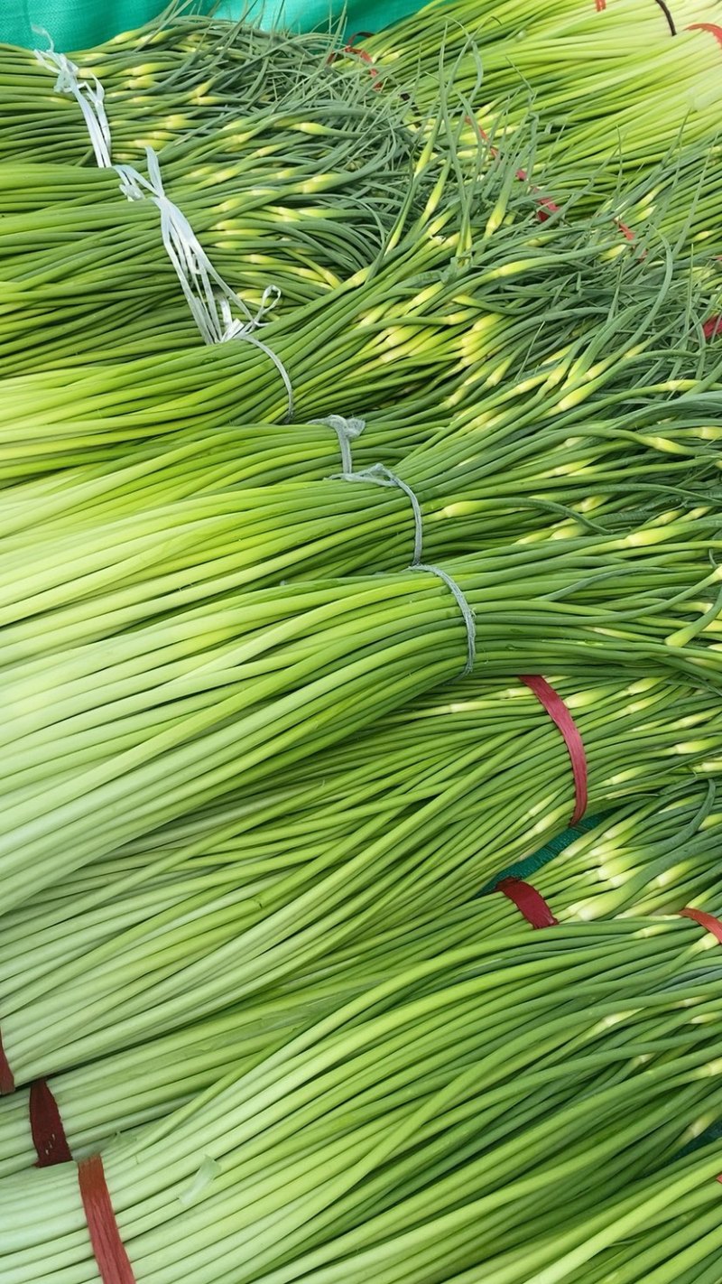 产地直发、白帽蒜苔大量上市、需要的客户请联系我