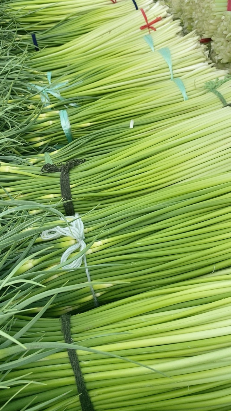 产地直发、白帽蒜苔大量上市、需要的客户请联系我