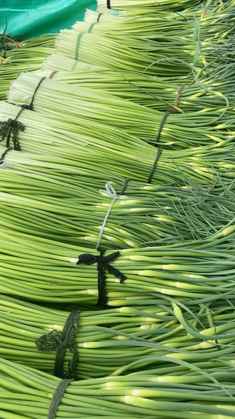 产地直发、白帽蒜苔大量上市、需要的客户请联系我