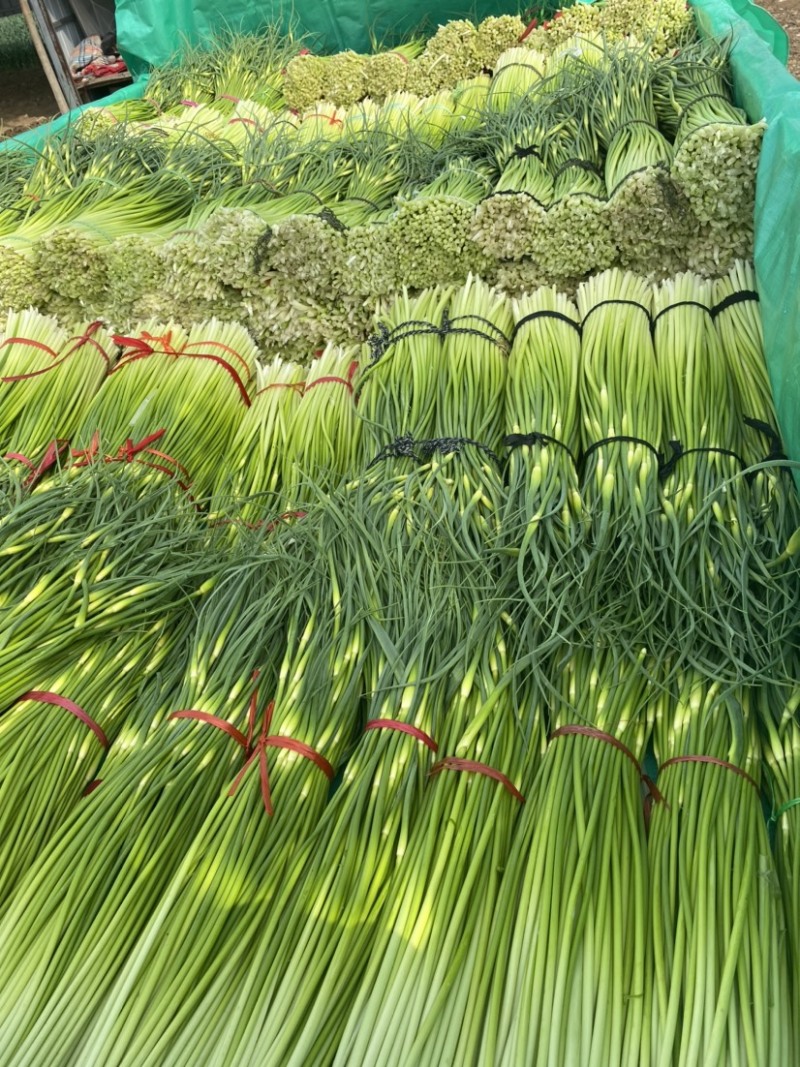 产地直发、白帽蒜苔大量上市、需要的客户请联系我