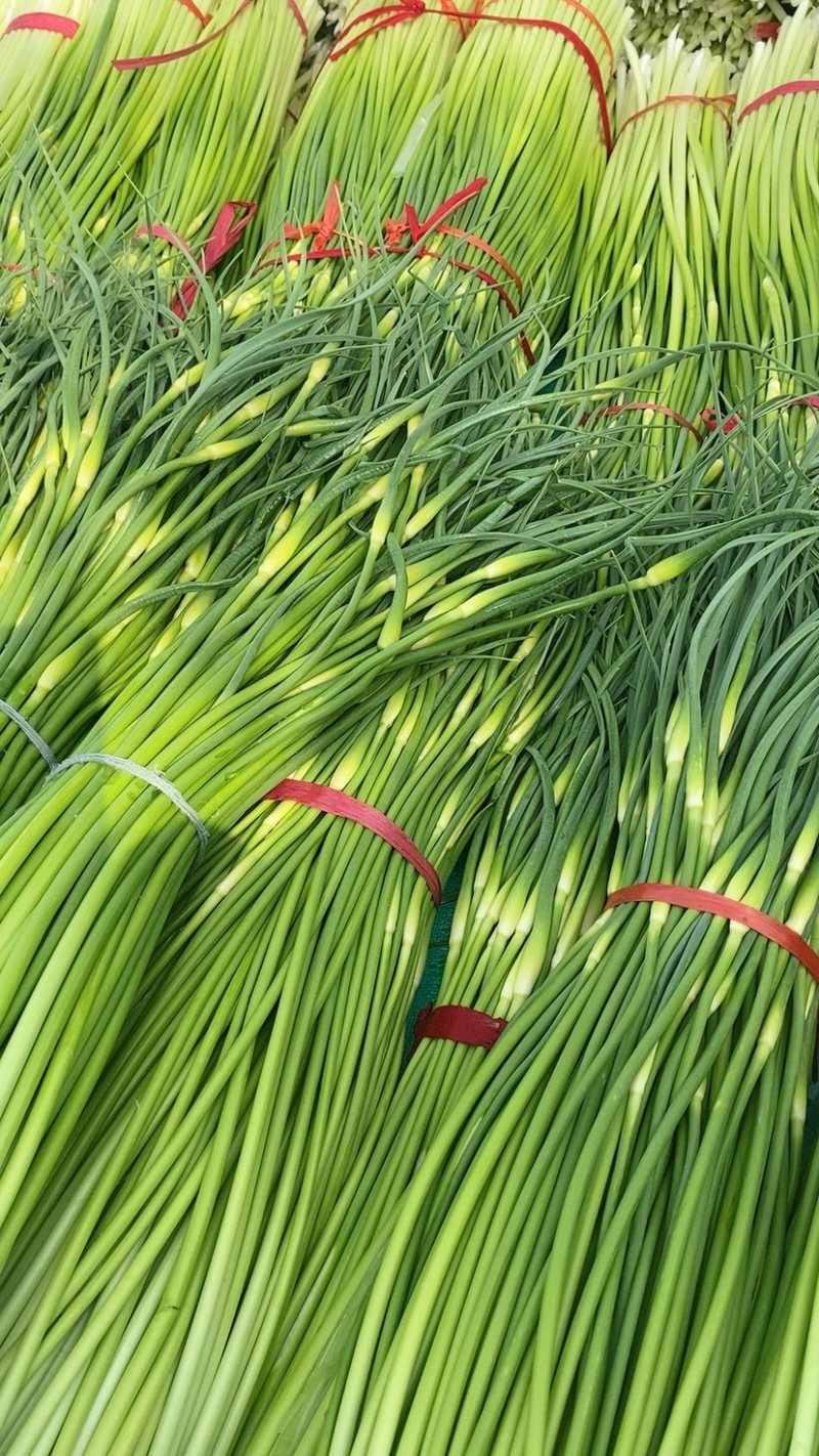产地直发、白帽蒜苔大量上市、需要的客户请联系我