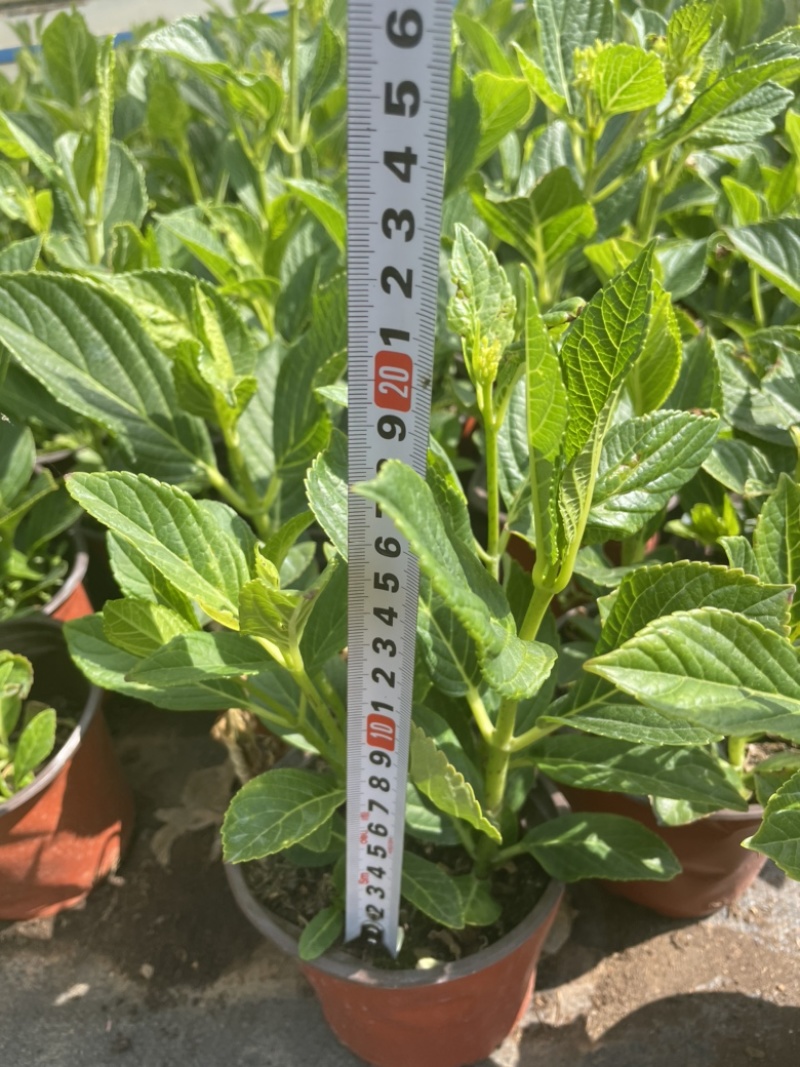 绣球花双色杯可以批量发货提供各种绿化工程树木