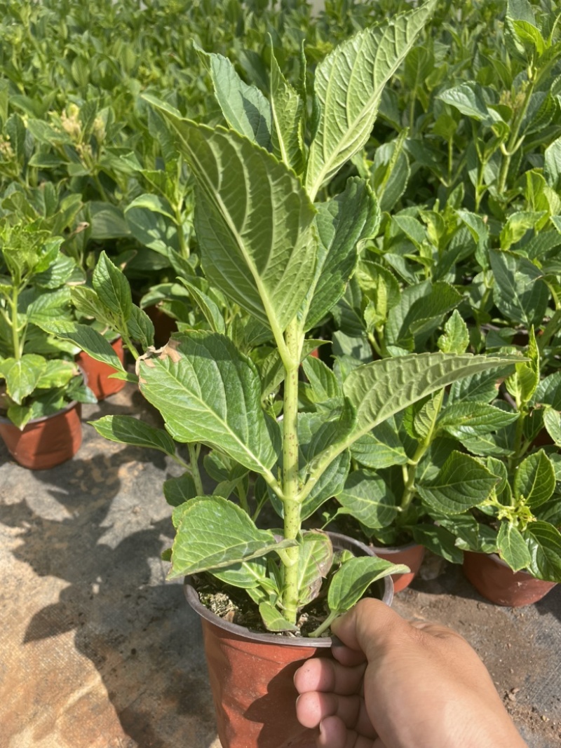 绣球花双色杯可以批量发货提供各种绿化工程树木