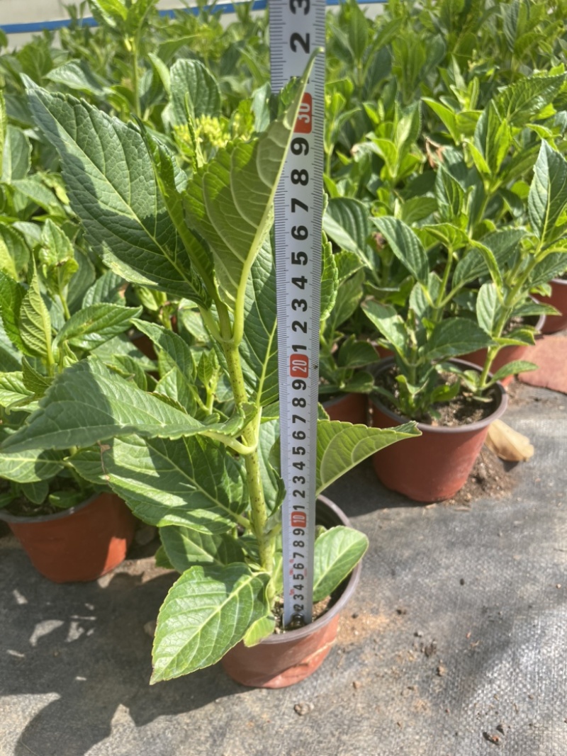 绣球花双色杯可以批量发货提供各种绿化工程树木