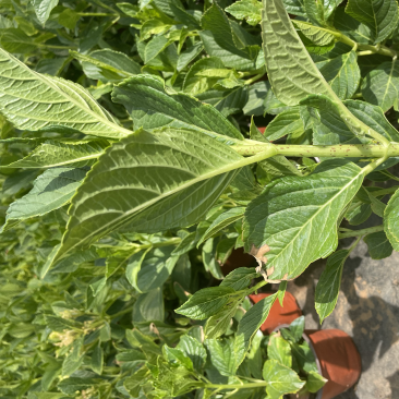 绣球花双色杯可以批量发货提供各种绿化工程树木
