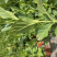 绣球花双色杯可以批量发货提供各种绿化工程树木