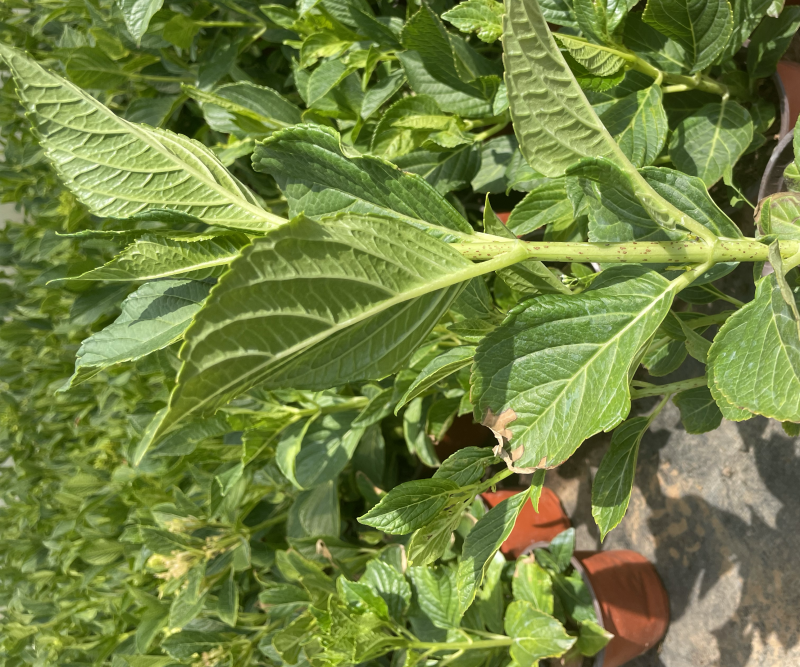 绣球花双色杯可以批量发货提供各种绿化工程树木