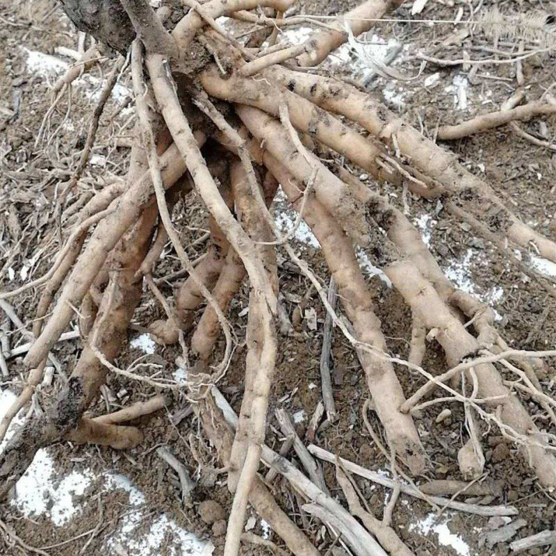 收购鲜牡丹根4-7年大量有多少要多少