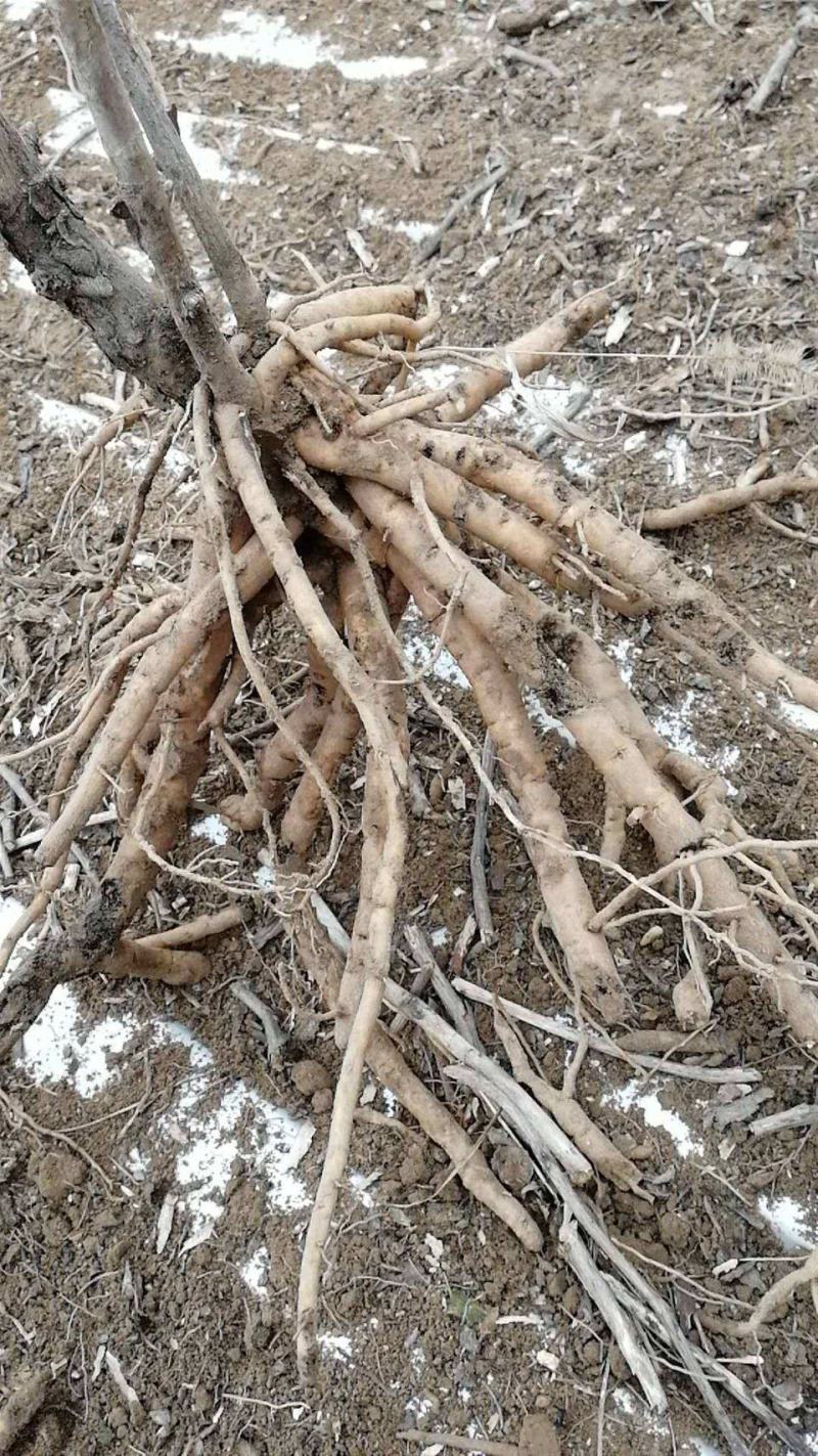 收购鲜牡丹根4-7年大量有多少要多少