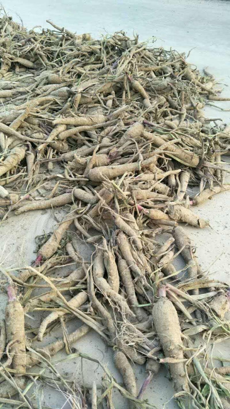 收购鲜白芷有鲜白芷的朋友联系