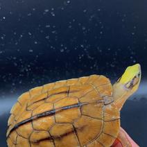 海南大黄头龟，健康活泼，活力无限，大黄头种苗碌仔都有