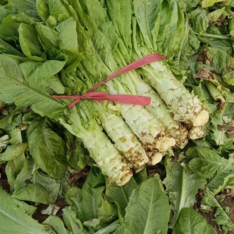 小拱棚白皮圆叶莴笋大量上市了