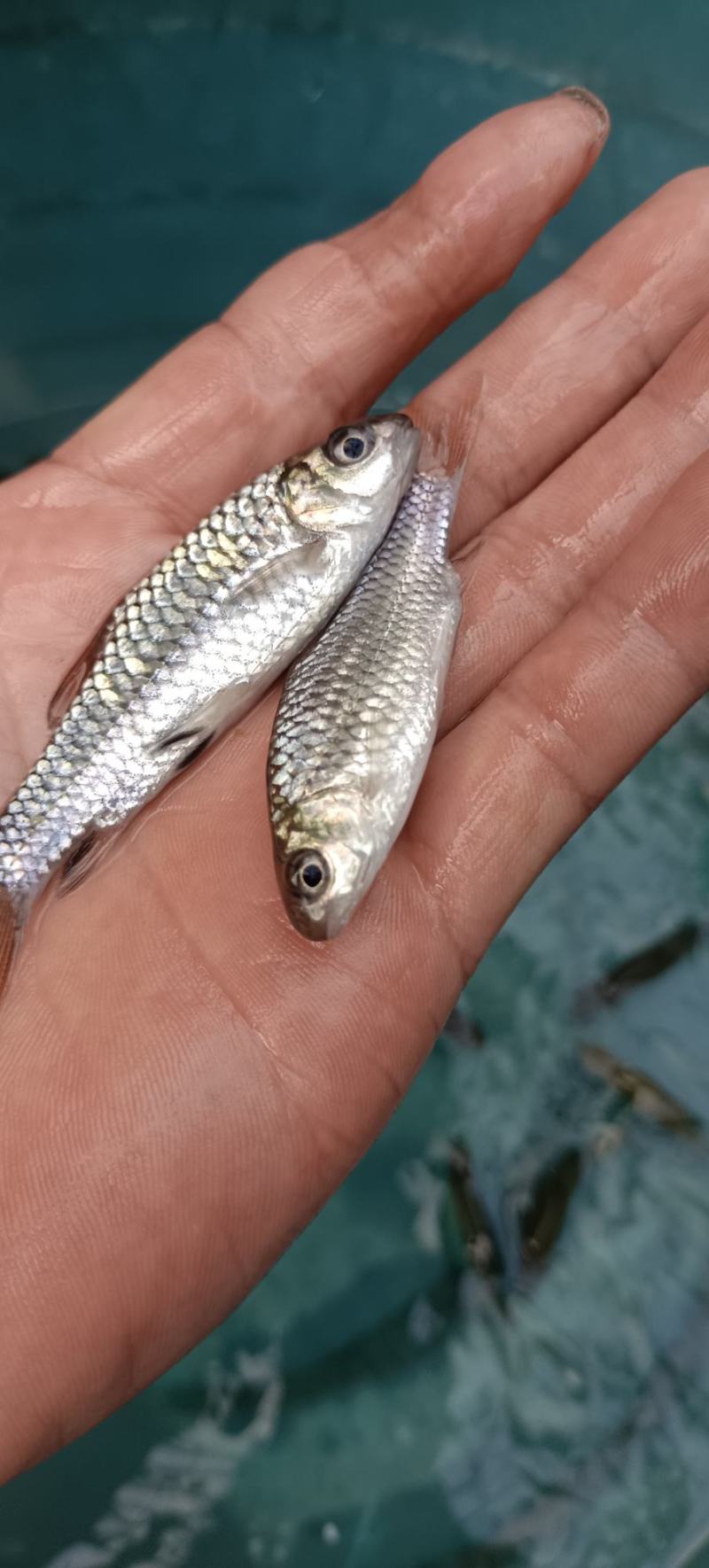 苗场直销，青竹鱼苗，一手货源，规格均匀，诚信經营，