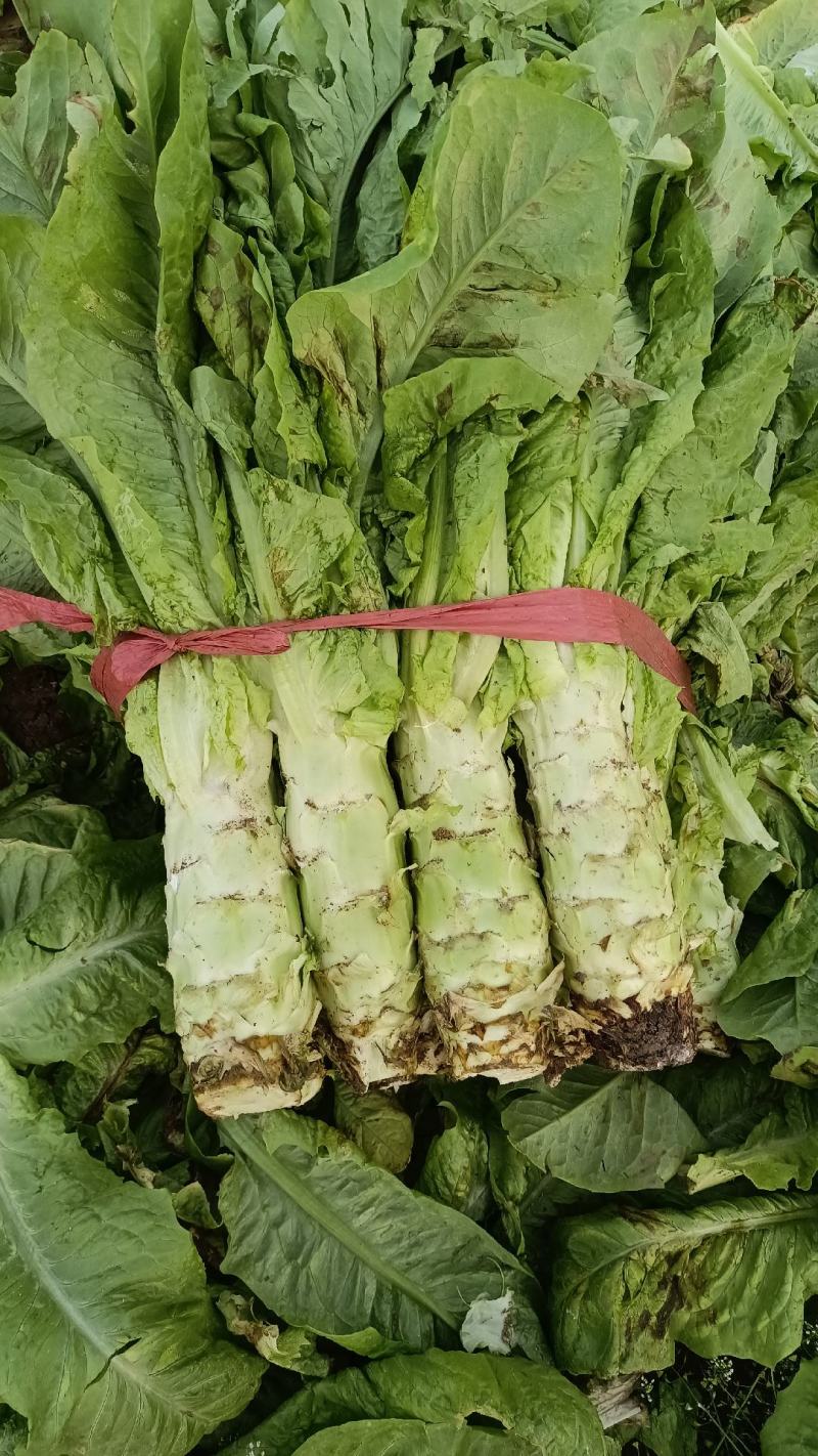 小拱棚白皮圆叶莴笋大量上市了