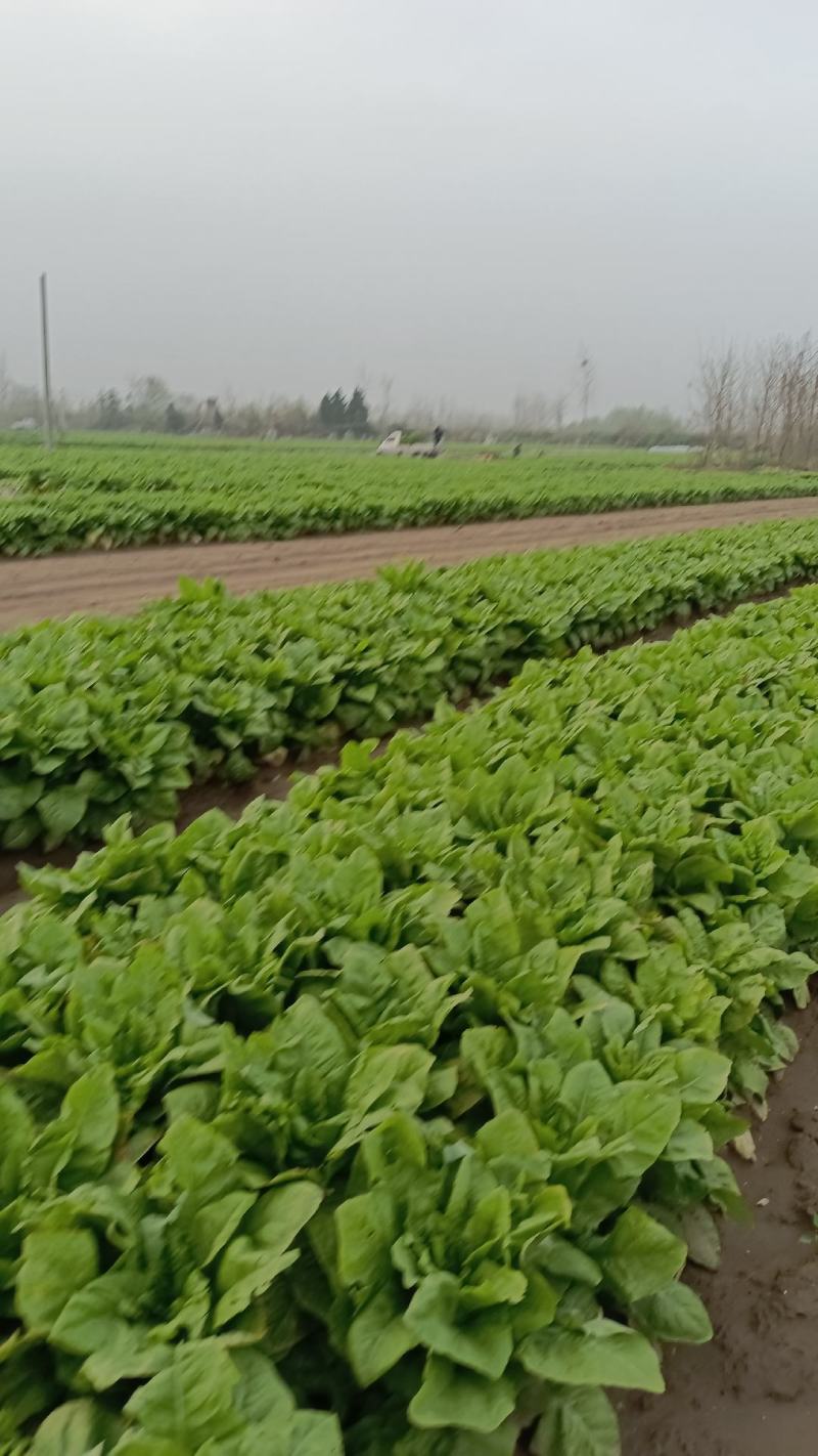 小拱棚白皮圆叶莴笋大量上市了