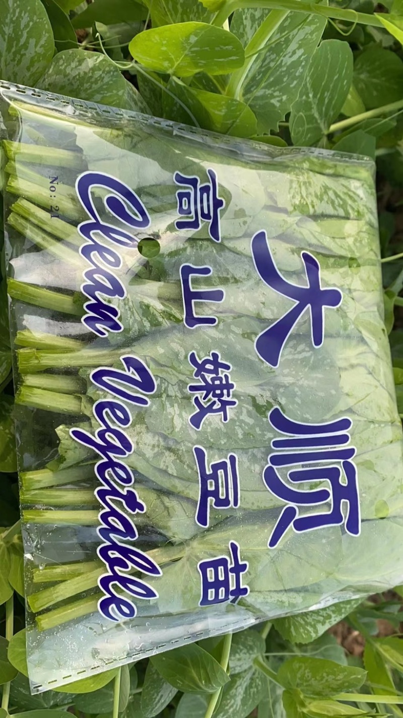 高品质豌豆尖陆续上货欢迎大家前来咨询