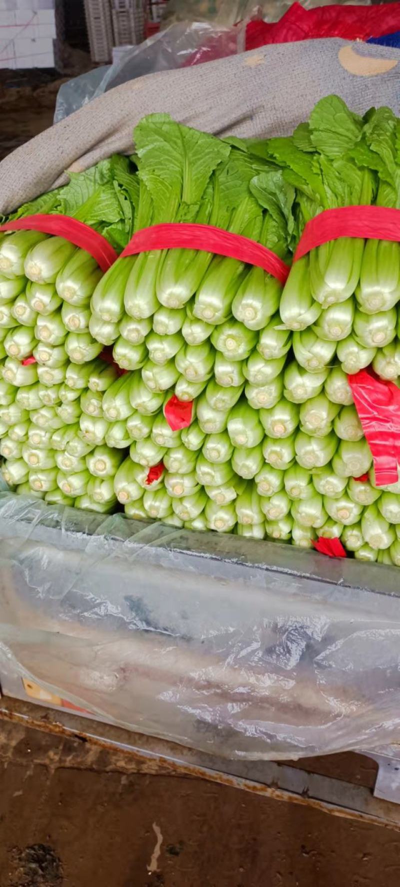 精品小白菜大量供应，产地直发，量大从优，欢迎咨询订购。