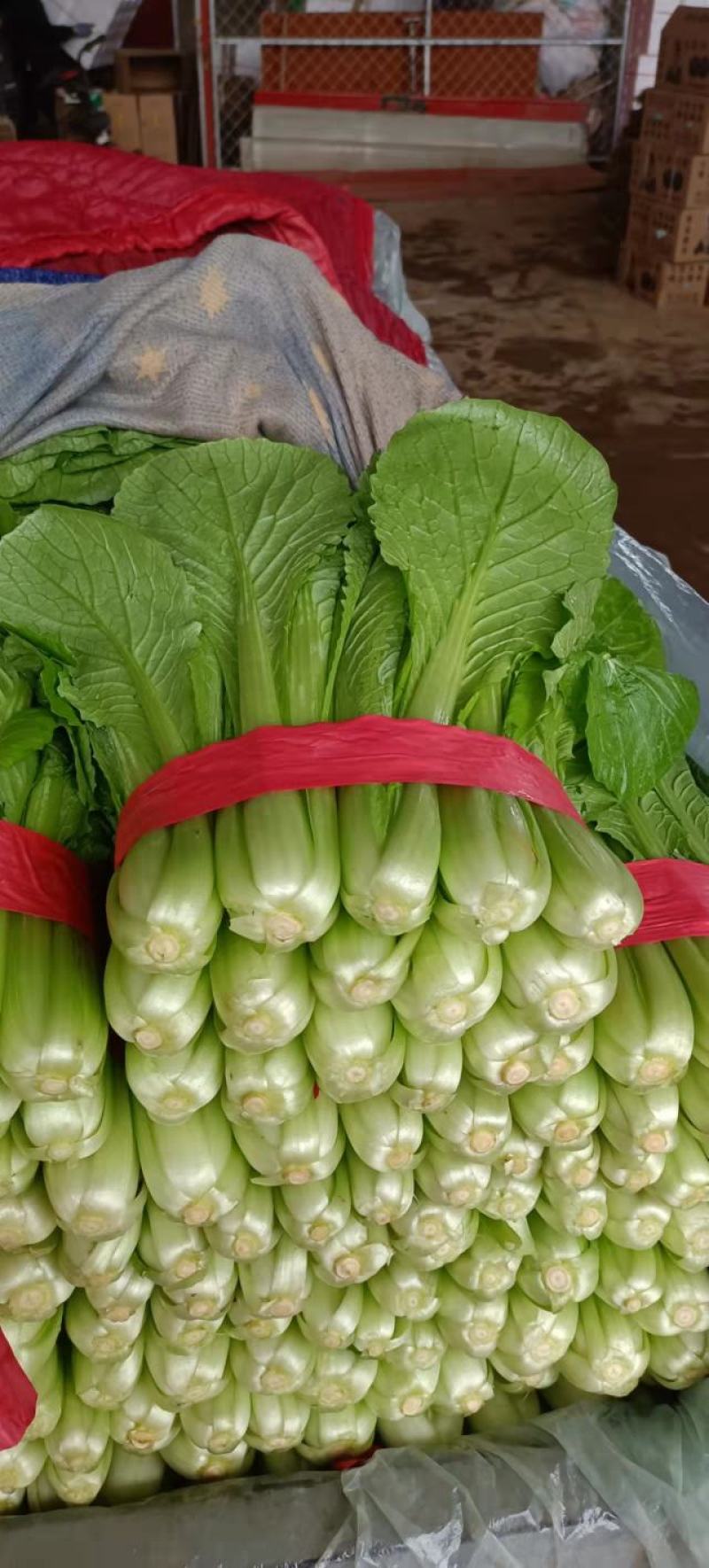 精品小白菜大量供应，产地直发，量大从优，欢迎咨询订购。