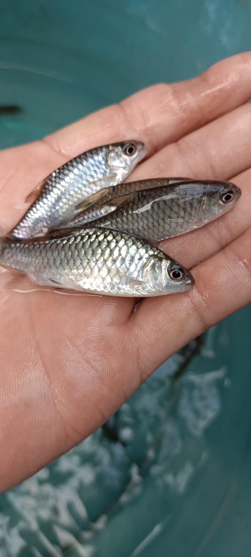 苗场直销，青竹鱼苗，一手货源，规格均匀，诚信經营，