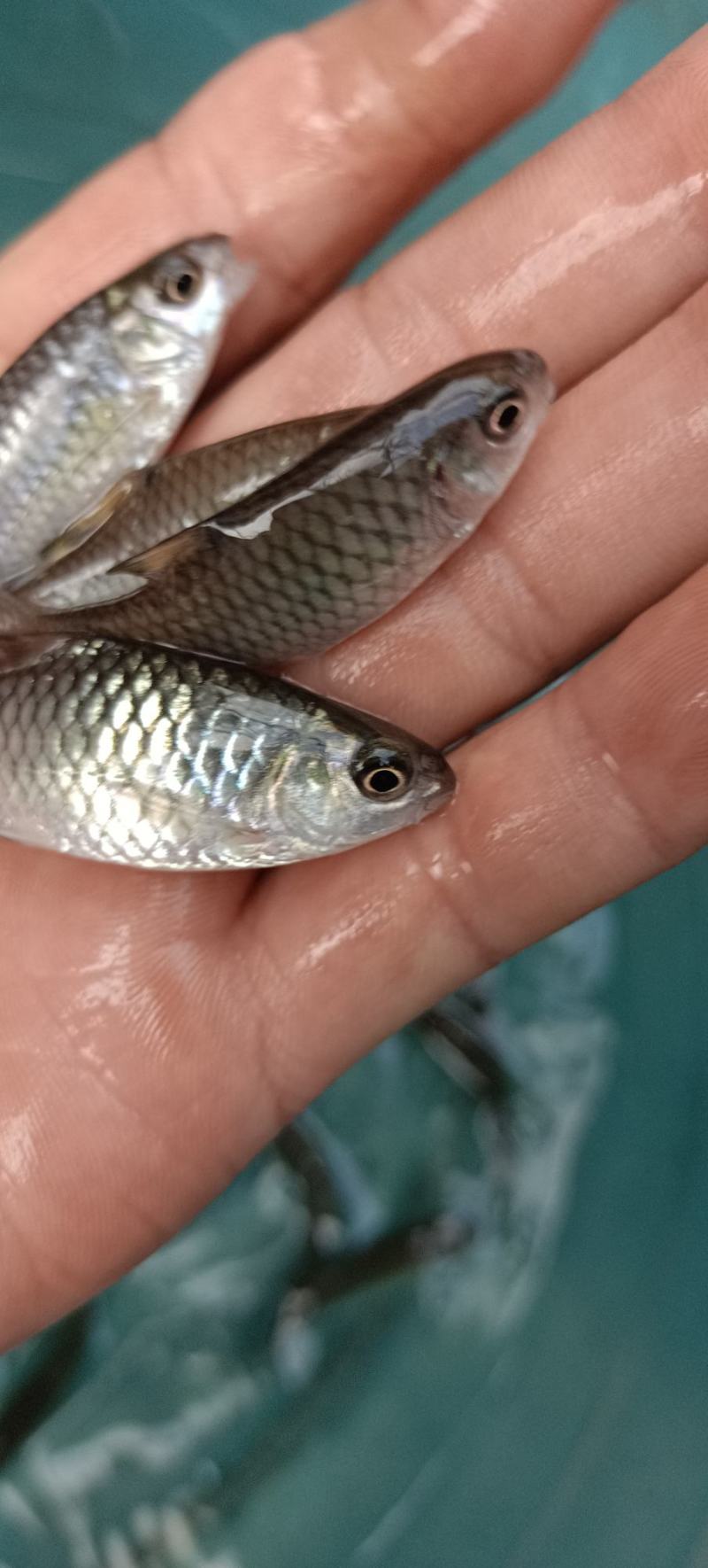苗场直销，青竹鱼苗，一手货源，规格均匀，诚信經营，